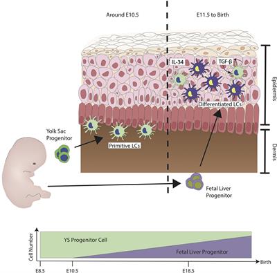 Uncovering the Mysteries of Langerhans Cells, Inflammatory Dendritic Epidermal Cells, and Monocyte-Derived Langerhans Cell-Like Cells in the Epidermis